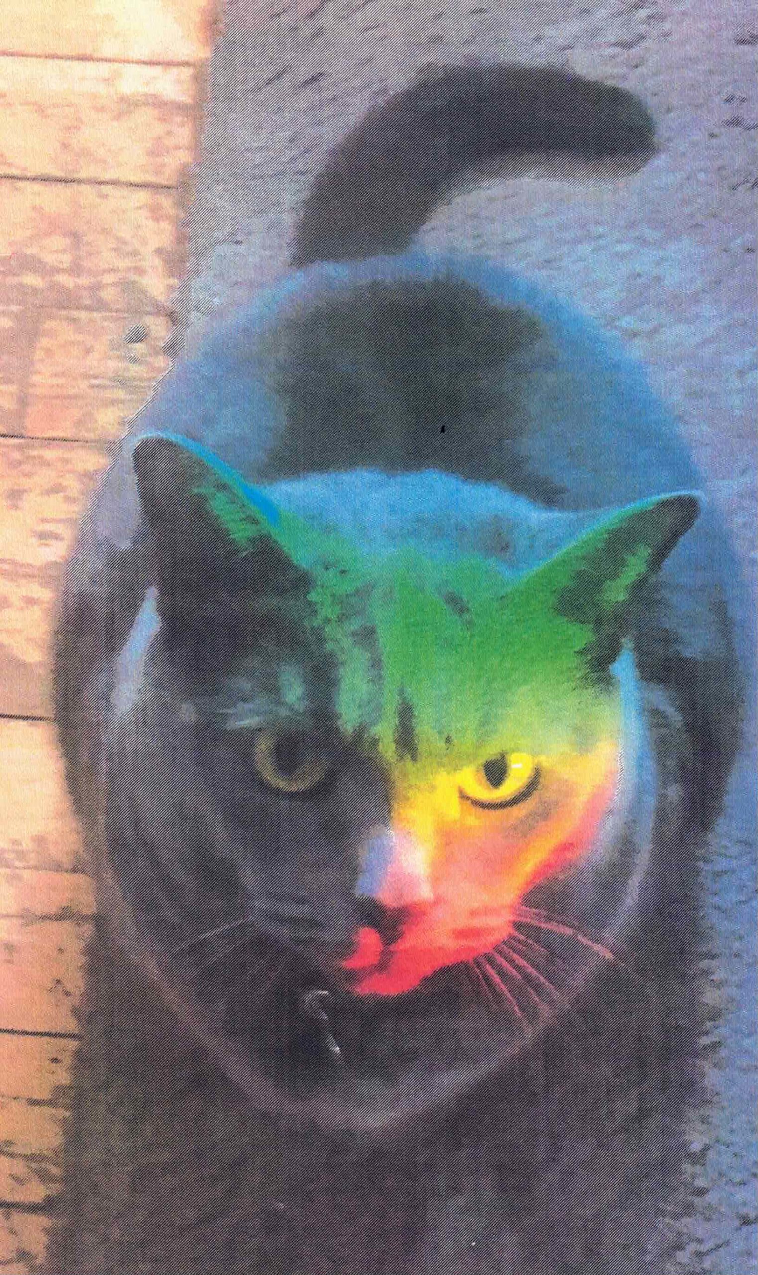 Rainbow Catface