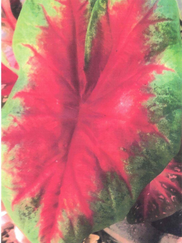 Caladium Color Burst