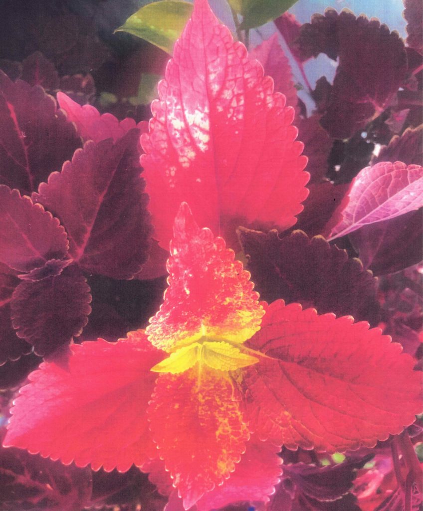 Coleus Explosion 2