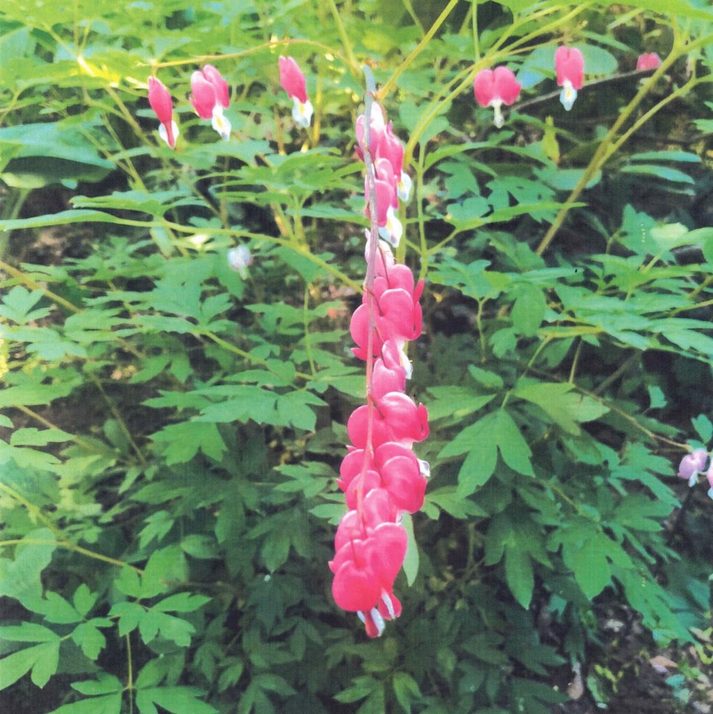 BLEEDING HEART SYMMETRY